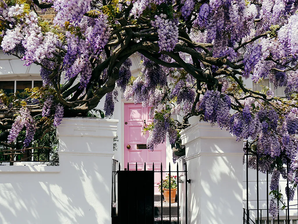 Wisteria over the front of a London house